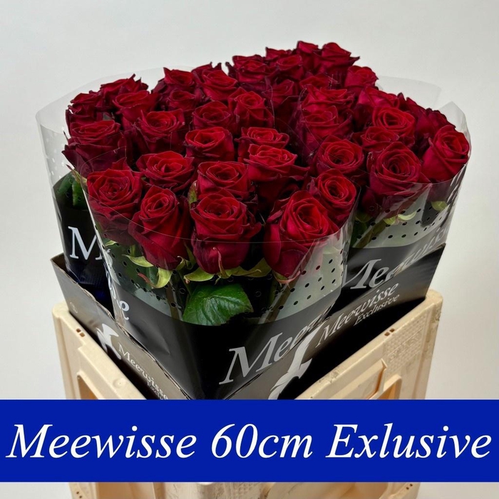 <h4>R GR RED NAOMI!</h4>