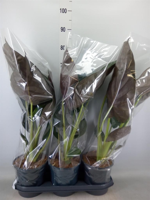 <h4>Alocasia wentii</h4>