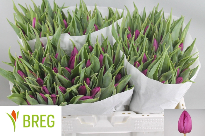 <h4>TU EN PURPLE PRINCE</h4>