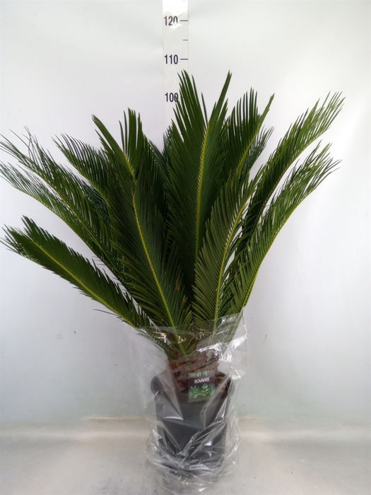 <h4>Cycas revoluta</h4>