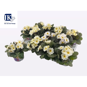 PRIM AC OBSID L YELL