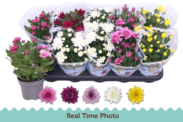 <h4>CHRYS GEVULDBL GEM</h4>