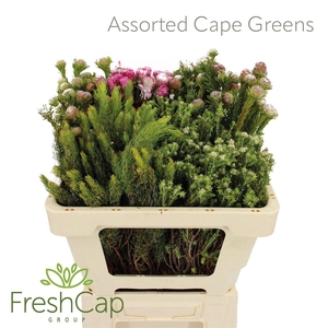 Assorted Cape Greens
