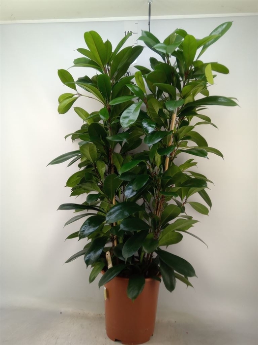 <h4>Ficus cyathistipula</h4>