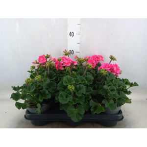 Pelargonium zona.   ...F1