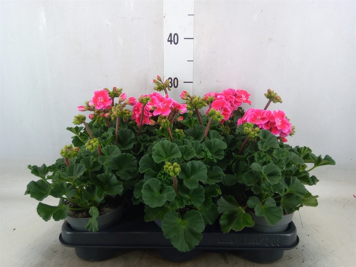 <h4>Pelargonium zona.   ...F1</h4>