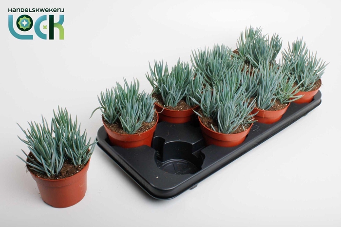 <h4>Senecio Blue</h4>