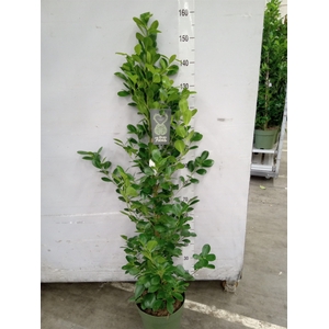 Ficus microcarpa 'Moclame'