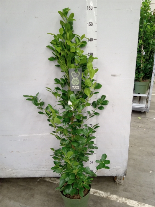<h4>Ficus microcarpa 'Moclame'</h4>