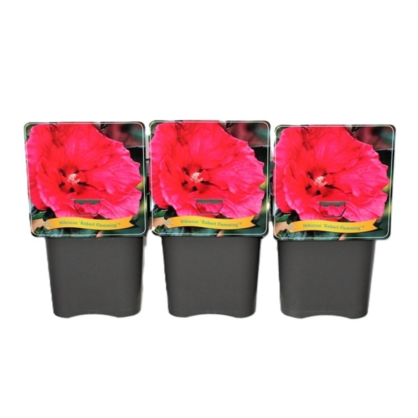 <h4>Hibiscus 'Robbert Flemming' C5</h4>