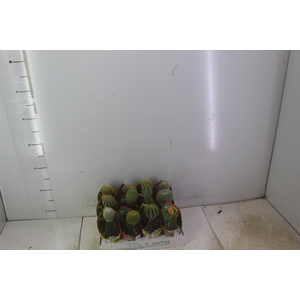 CACTUS ENXERTADO P07