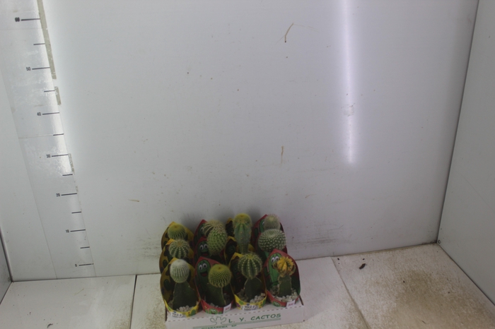 <h4>CACTUS ENXERTADO P07</h4>