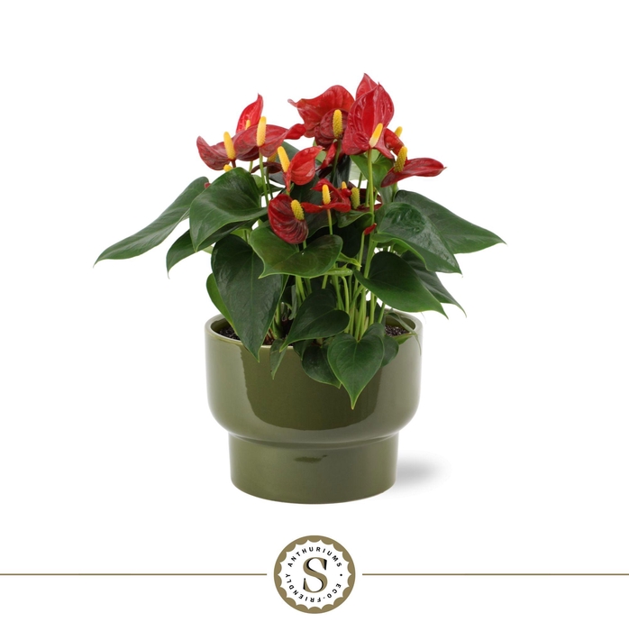 <h4>Athene Keramiek Green - Red</h4>