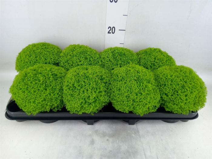 <h4>Selaginella apoda</h4>