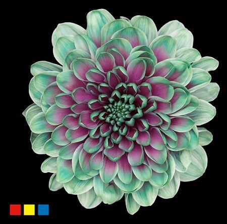 <h4>Chr T Altaj Ibiza</h4>