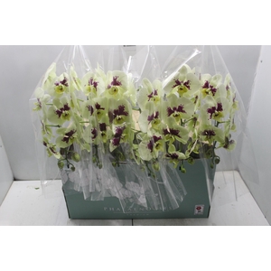 PHALAENOPSIS CASCATA ESPECIAL P15 BICOLOR MIN 8 FLS