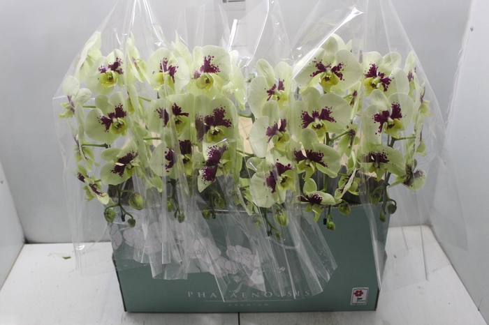 <h4>PHALAENOPSIS CASCATA ESPECIAL P15 BICOLOR MIN 8 FLS</h4>