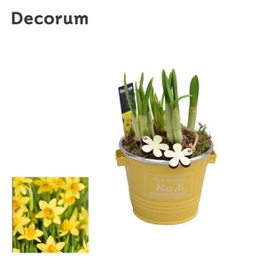 Narcis Colourful Bucket Mini HL10943N