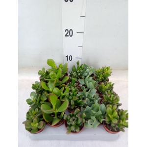 Crassula   ...mix
