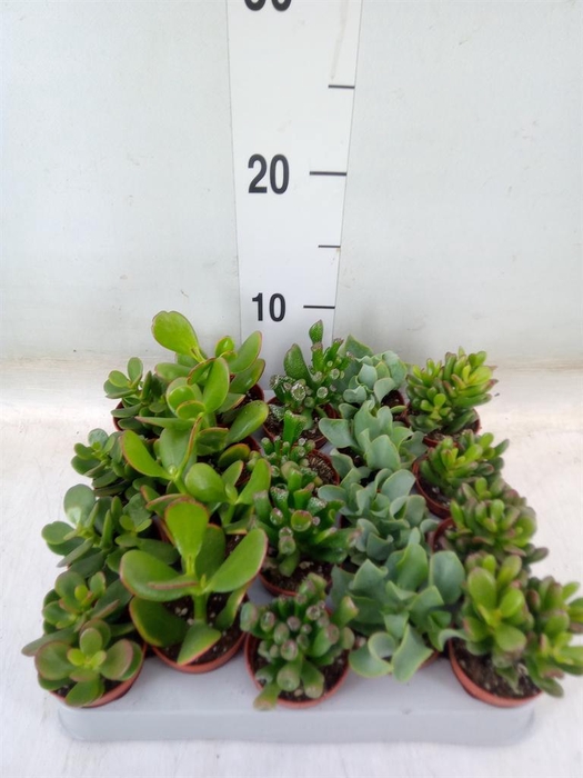 <h4>Crassula   ...mix</h4>