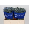 Eryngium Blue Dynamite