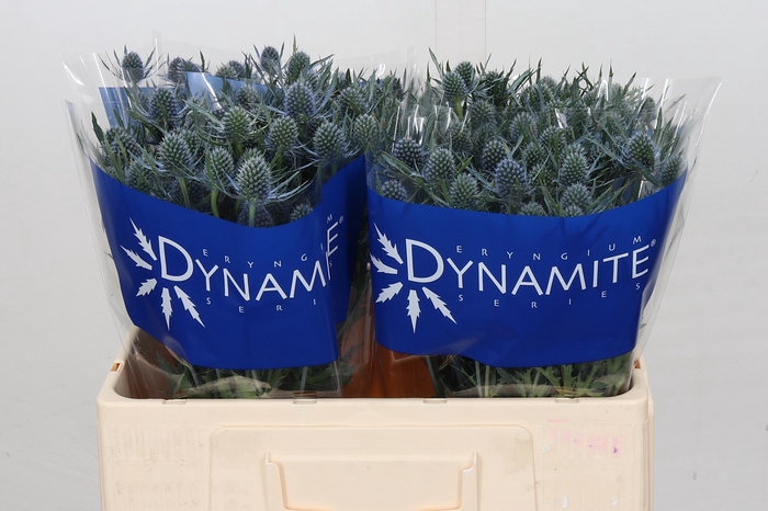 Eryngium Blue Dynamite