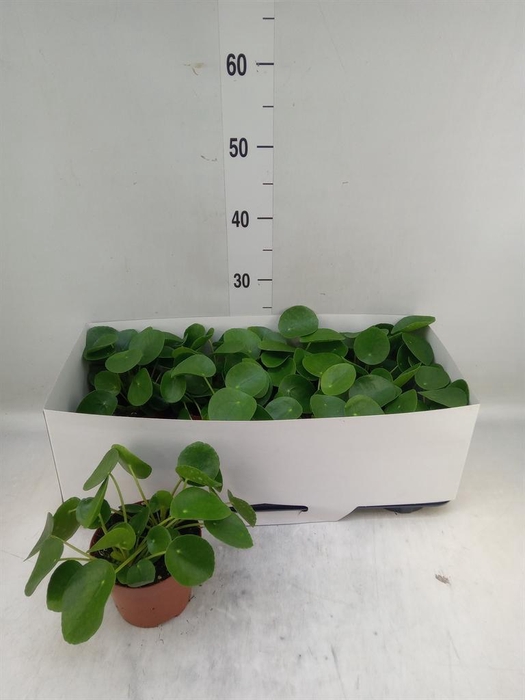 <h4>Pilea peperomioides</h4>