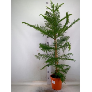 Araucaria heterophylla