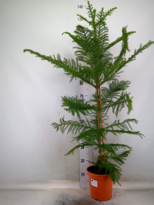 <h4>Araucaria heterophylla</h4>