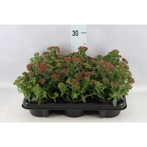 Crassula schmidtii