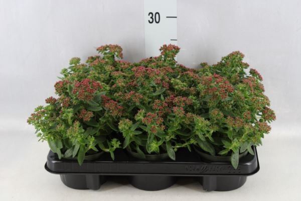 <h4>Crassula schmidtii</h4>