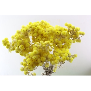 Dried Immortelle Yellow 10pcs Bunch Slv