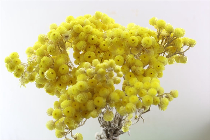 <h4>Dried Immortelle Yellow 10pcs Bunch Slv</h4>