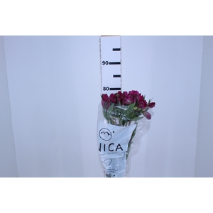 ALSTROEMERIA REAL 080 CM