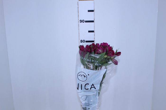 ALSTROEMERIA REAL 080 CM