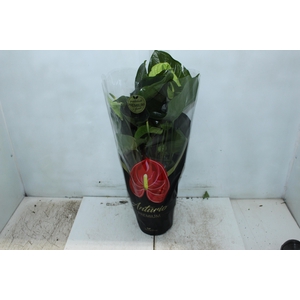ANTH GREEN KING P17 PREMIUM