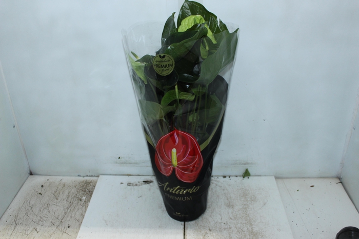 <h4>ANTH GREEN KING P17 PREMIUM</h4>