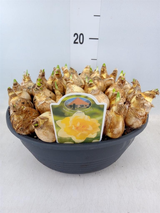 <h4>Narcissus   ...</h4>