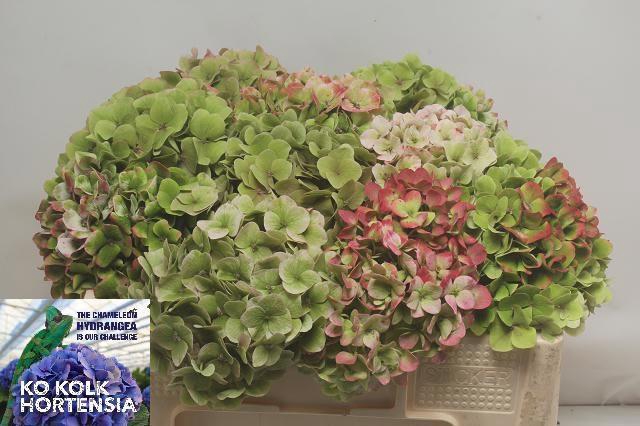 <h4>HYDR OV CLASSIC</h4>