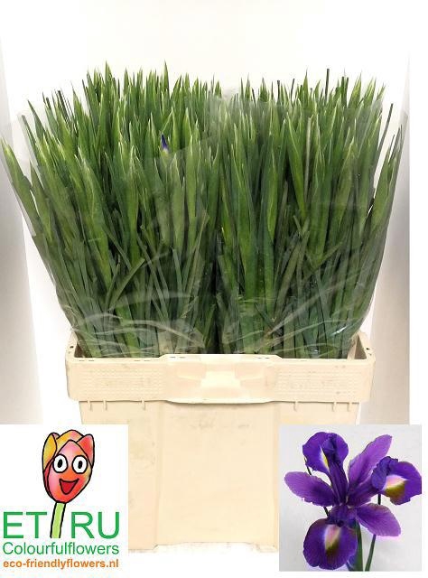 <h4>IRIS BLUE MAGIC</h4>