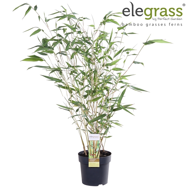 <h4>Phyllostachys aureosulcata 'Aureocaulis' P14</h4>