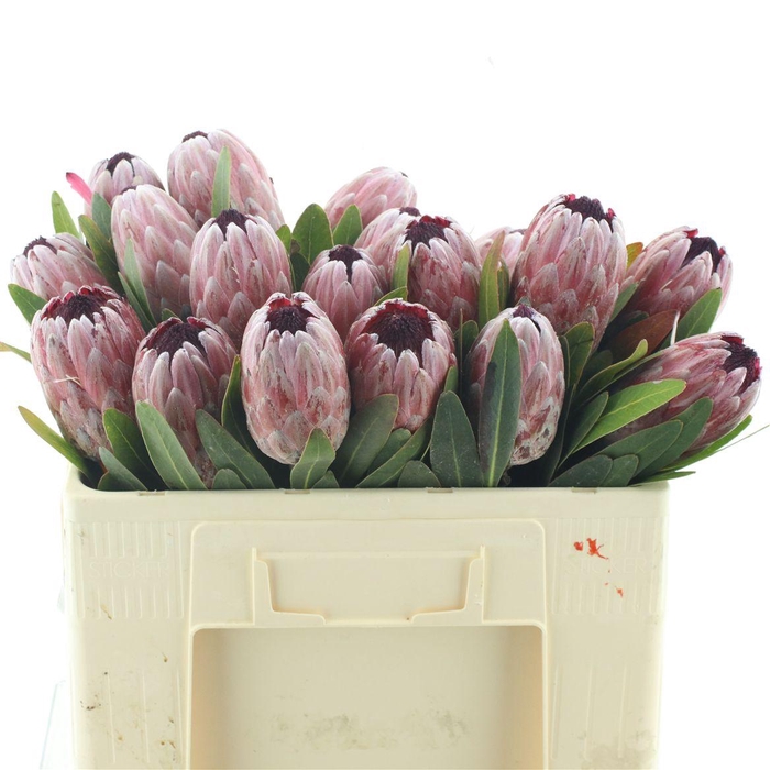 <h4>Protea Pink Ice</h4>