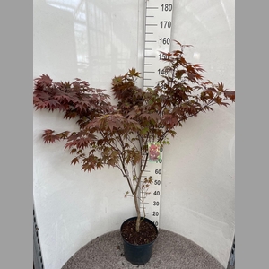 ACER PA ATROPURPUREU