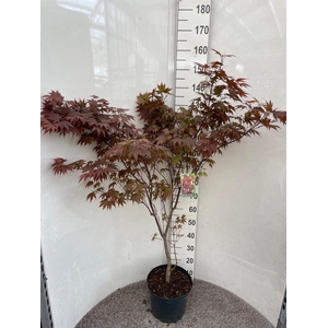 ACER PA ATROPURPUREU