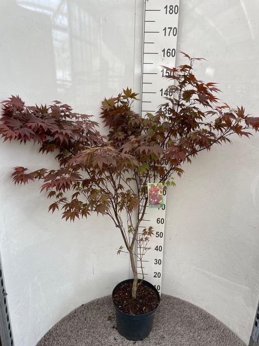 <h4>ACER PA ATROPURPUREU</h4>