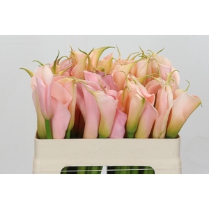 Zantedeschia Eydolls Salmon