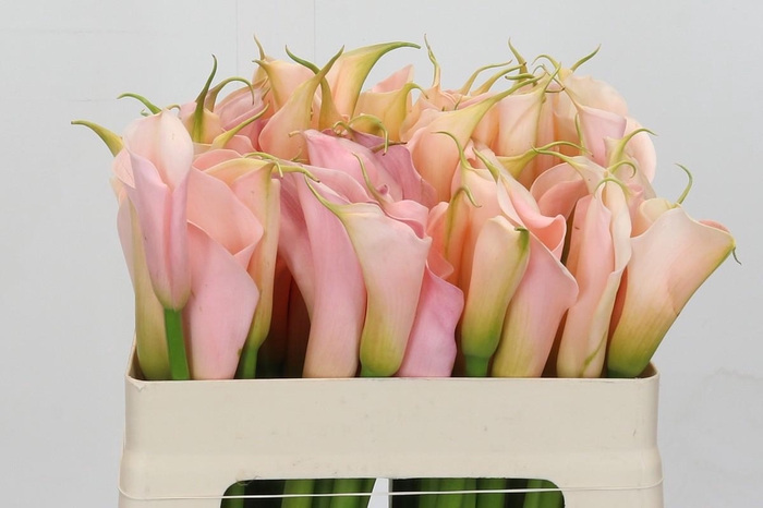 Zantedeschia Eydolls Salmon