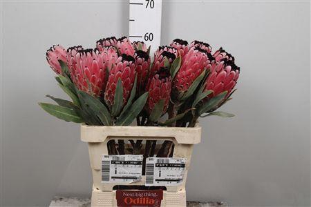 <h4>Protea Red Magic</h4>