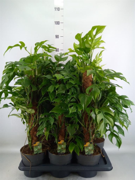 <h4>Philodendron   ...</h4>