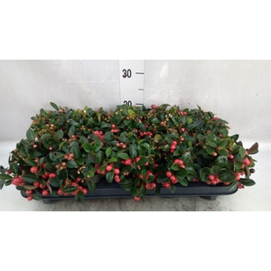 Gaultheria proc. 'Big Berry'